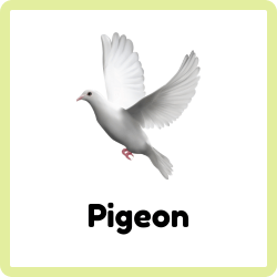 Pigeon – Common Urban Bird