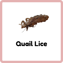 Quail Lice | Insects Beginning with Q