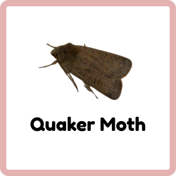 Quaker Moth