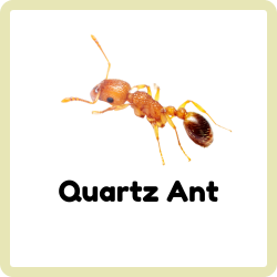 Quartz Ant | Insects Beginning with Q
