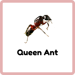 Queen Ant | Insects Beginning with Q