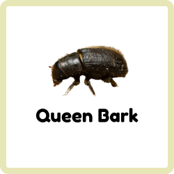 Queen Bark