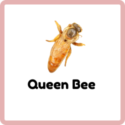 Queen Bee | Insects Beginning with Q