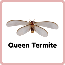 Queen Termite