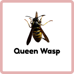Queen Wasp | Insects Beginning with Q