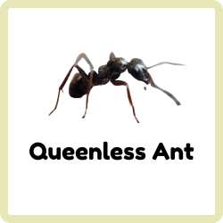 Queenless Ant | Insects Beginning with Q