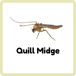 Quill Midge | Insects Beginning with Q
