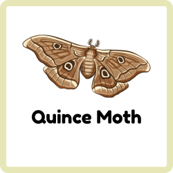Quince Moth | Insects Beginning with Q