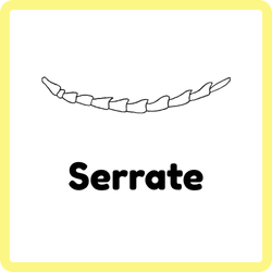 Serrate