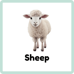 Sheep - Wool-Producing Farm Animal