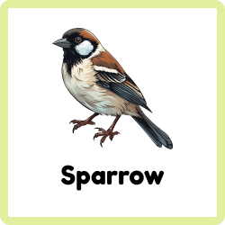 Sparrow