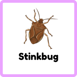 Stinkbug