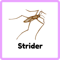Strider Insect Antennae