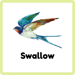 Swallow