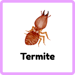Termite