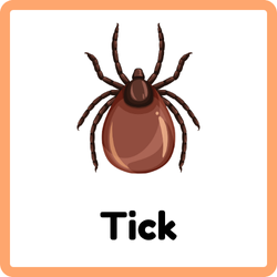 Tick