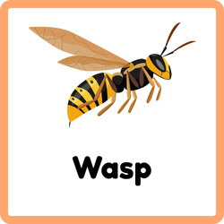 Wasp Bugs Names