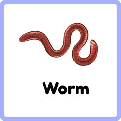 Worm Bug