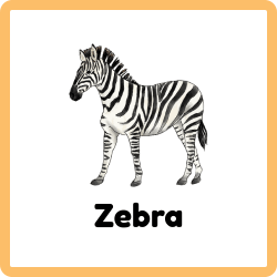 Zebra - Striped Animal from African Plains