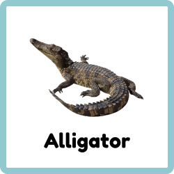 Alligator - Reptiles Names