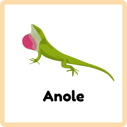 Anole
