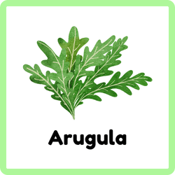 Arugula