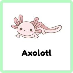 Axolotl