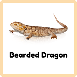 Bearded Dragon