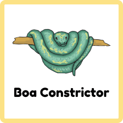 Boa Constrictor