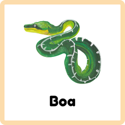 Boa