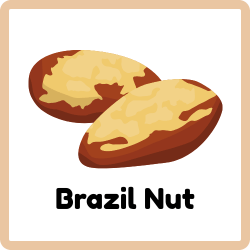 Brazil Nut
