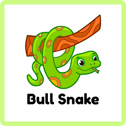 Bull Snake