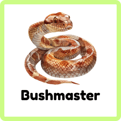 Bushmaster