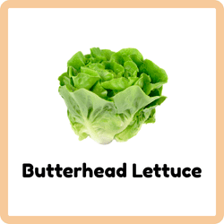 Butterhead Lettuce