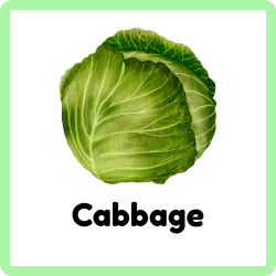 Cabbage