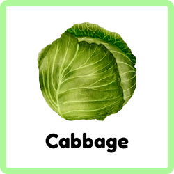 Cabbage
