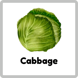 Cabbage