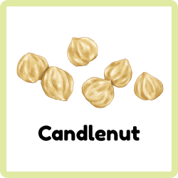 Candlenut