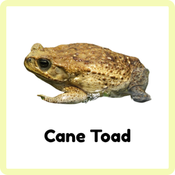 Cane Toad