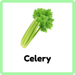 Celery - Green Vegetables