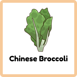 Chinese Broccoli
