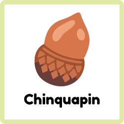 Chinquapin