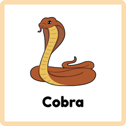 Cobra