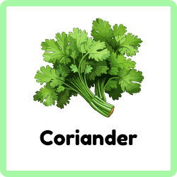 Coriander