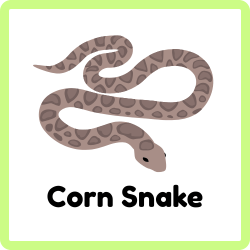 Corn Snake