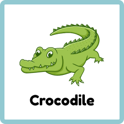 Crocodile