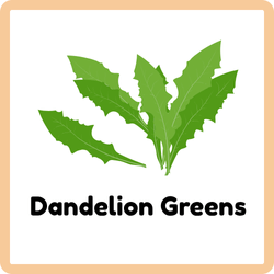 Dandelion Greens | Leafy Vegetables Names