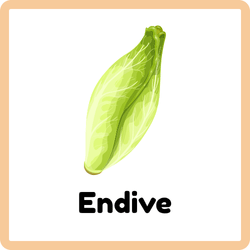 Endive | Leafy Vegetables Names