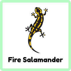 Fire Salamander
