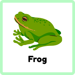 Frog